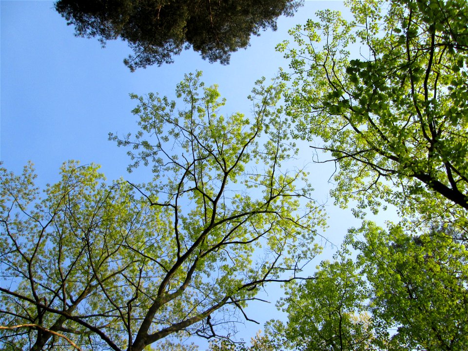 Roteiche (Quercus rubra) in der Schwetzinger Hardt