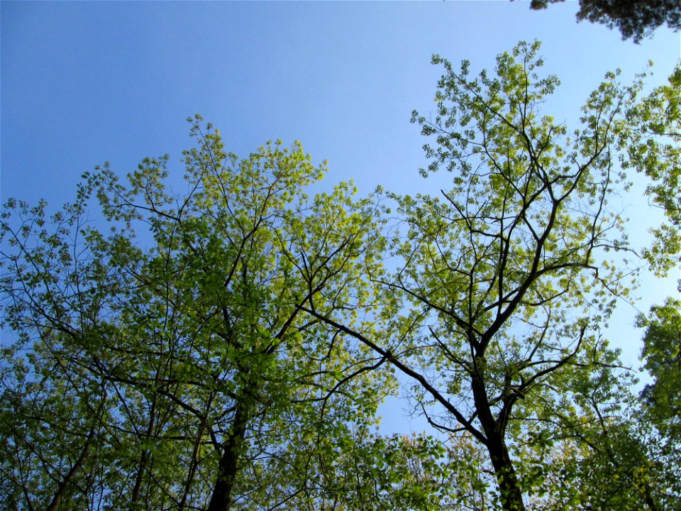 Roteiche (Quercus rubra) in der Schwetzinger Hardt