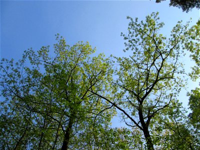 Roteiche (Quercus rubra) in der Schwetzinger Hardt