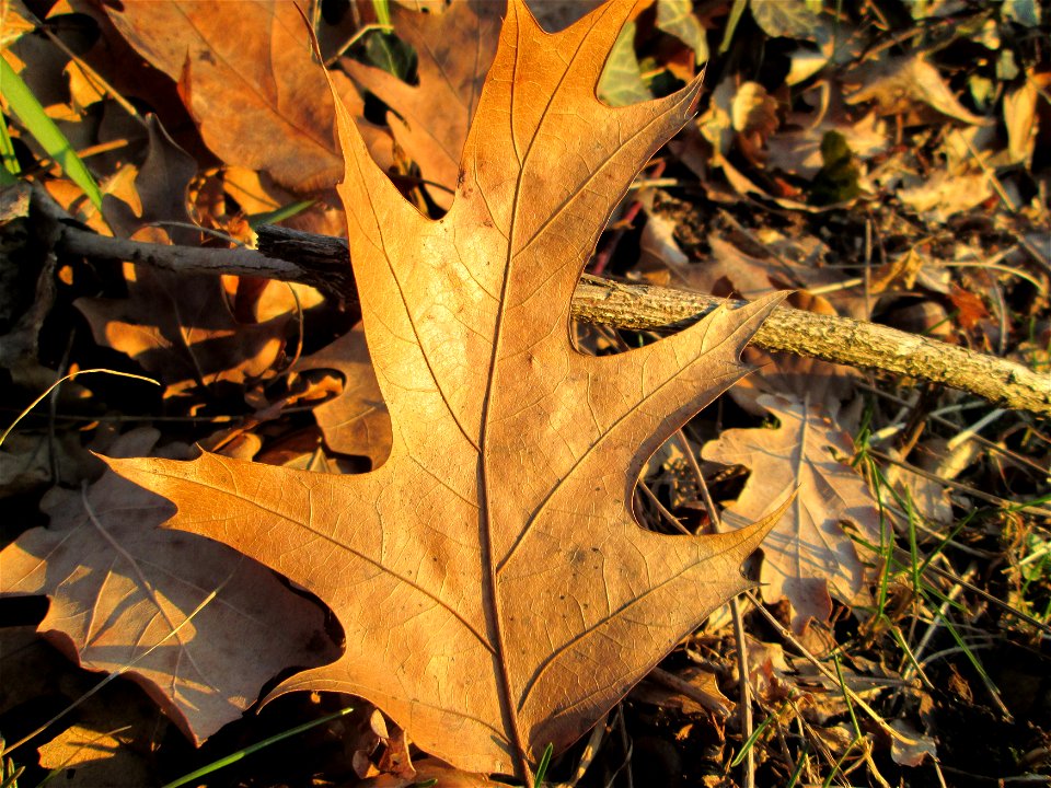 Blätter der Roteiche (Quercus rubra) im Gartenschaupark Hockenheim