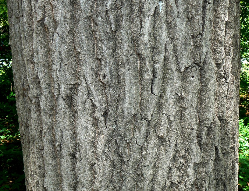 Northern Red Oak (Quercus rubra) bark detail