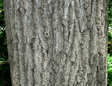 Northern Red Oak (Quercus rubra) bark detail photo