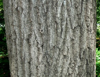 Northern Red Oak (Quercus rubra) bark detail
