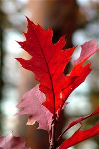 Red Oak Quercus rubra autumn leaves, Germany