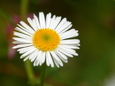 Flower marguerite summer photo