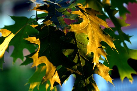 Northern Red Oak leaves in Pittsburgh, USA. Taken by uploader (Tom Murphy VII). photo