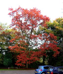 Specimen Red Oak at Tortworth Arboretum - South Gloucestershire (UK) photo