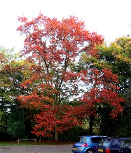 Specimen Red Oak at Tortworth Arboretum - South Gloucestershire (UK)