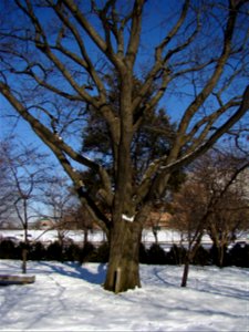 Chadwick Arboretum and Learning Gardens The Ohio State University Columbus, Ohio photo