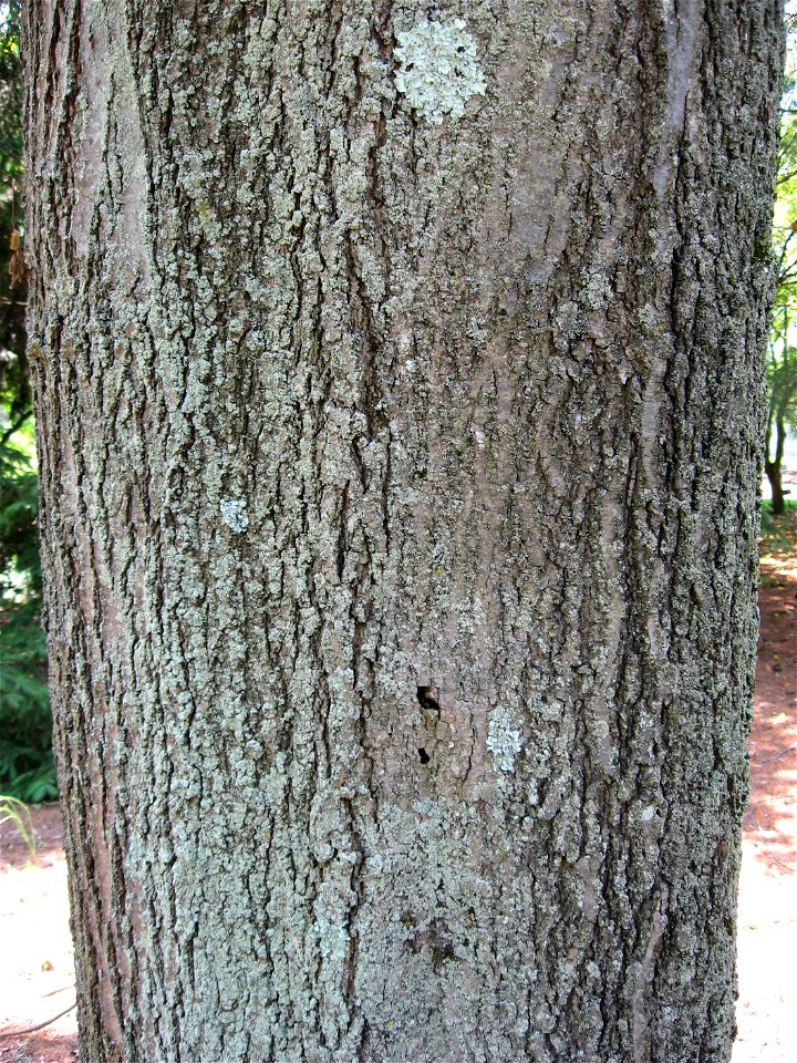 Quercus rubra. The tree was found at the Lewis W. Barton Arboretum and Nature Preserve at Medford Leas.
