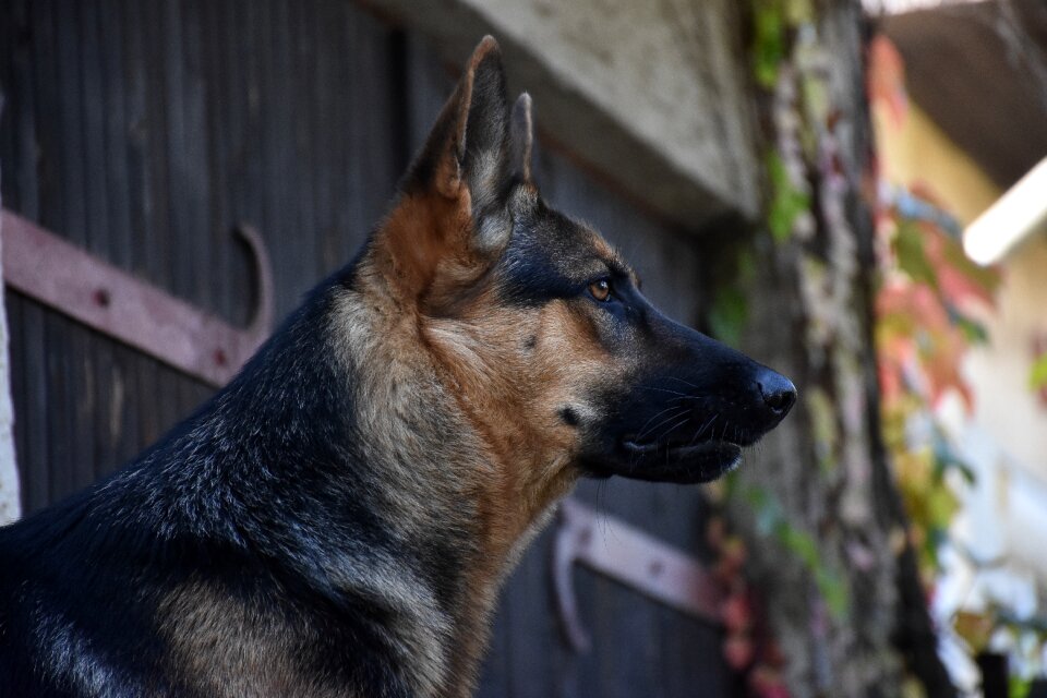 Hund schäferhund german shepard