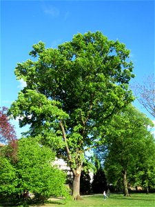 Stieleiche (Quercus robur) am Staden in Saarbrücken