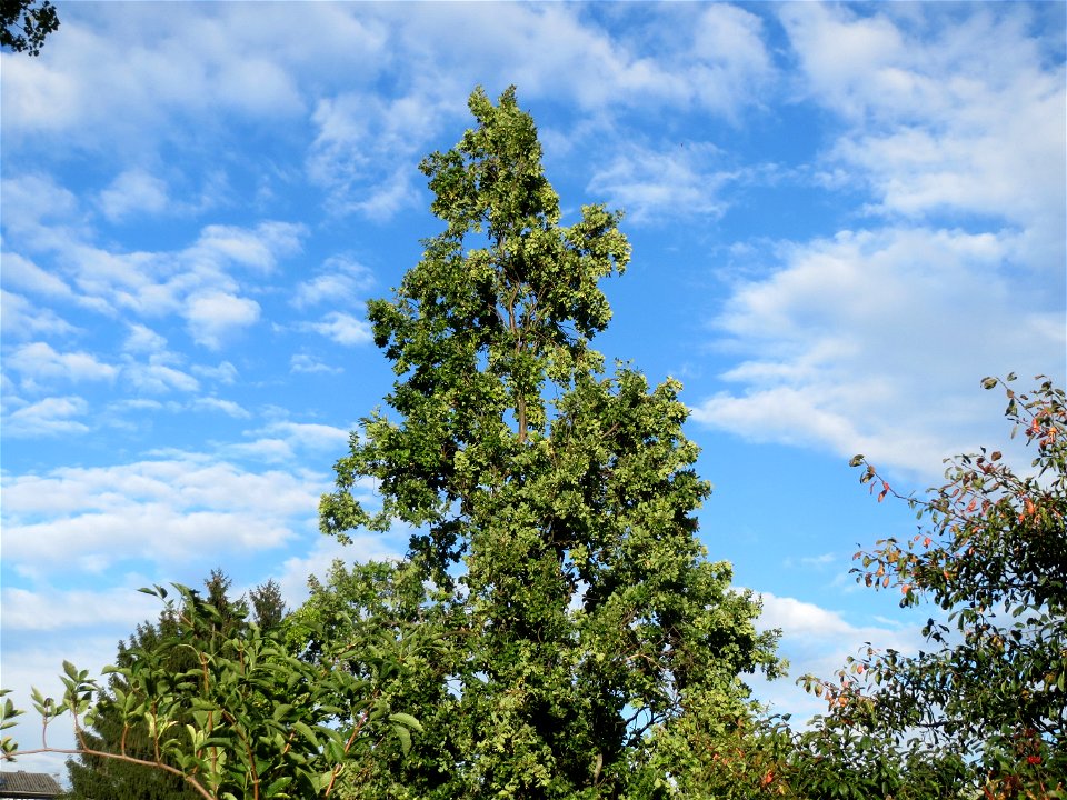 Stieleiche (Quercus robur) am Kraichbach in Hockenheim