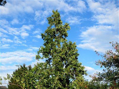 Stieleiche (Quercus robur) am Kraichbach in Hockenheim