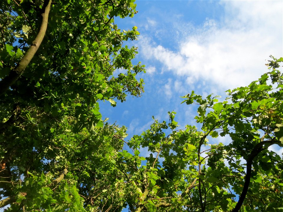 Stieleiche (Quercus robur) am Kraichbach in Hockenheim