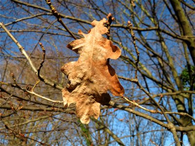 Eiche (Quercus robur) in Hockenheim