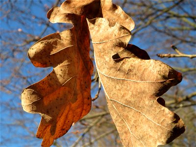 Eiche (Quercus robur) in Hockenheim