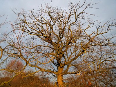 Eiche (Quercus robur) in Hockenheim