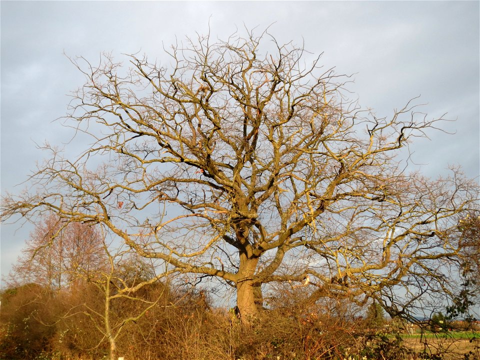 Eiche (Quercus robur) in Hockenheim