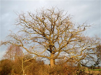 Eiche (Quercus robur) in Hockenheim