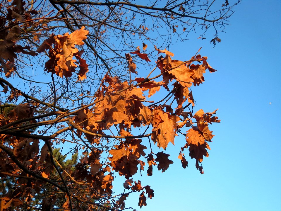 Stieleiche (Quercus robur) im Landesgartenschaupark Hockenheim