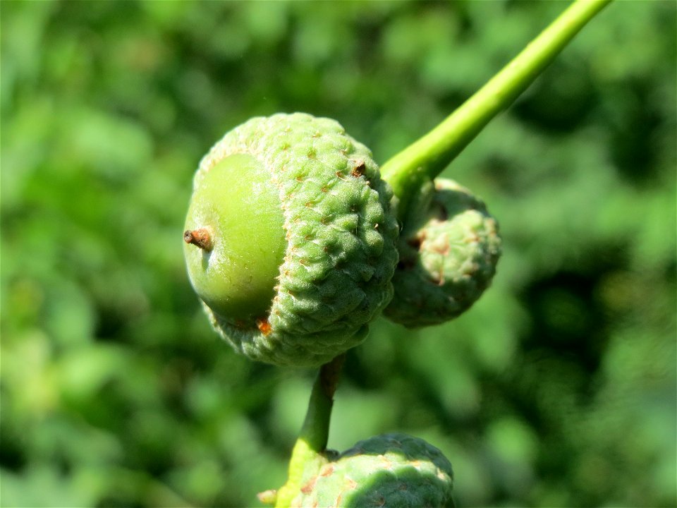 Stieleiche (Quercus robur) in Hockenheim