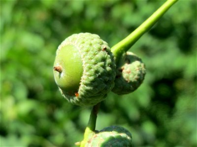 Stieleiche (Quercus robur) in Hockenheim