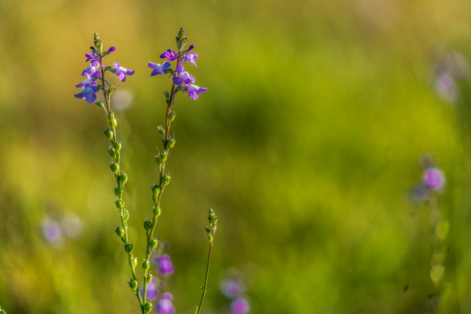 Hayfield flora grass