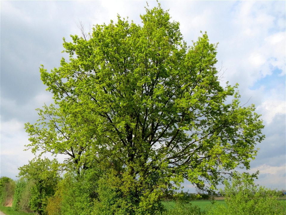Stieleiche (Quercus robur) im Landschaftsschutzgebiet Hockenheimer Rheinbogen