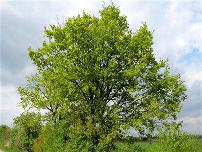 Stieleiche (Quercus robur) im Landschaftsschutzgebiet Hockenheimer Rheinbogen