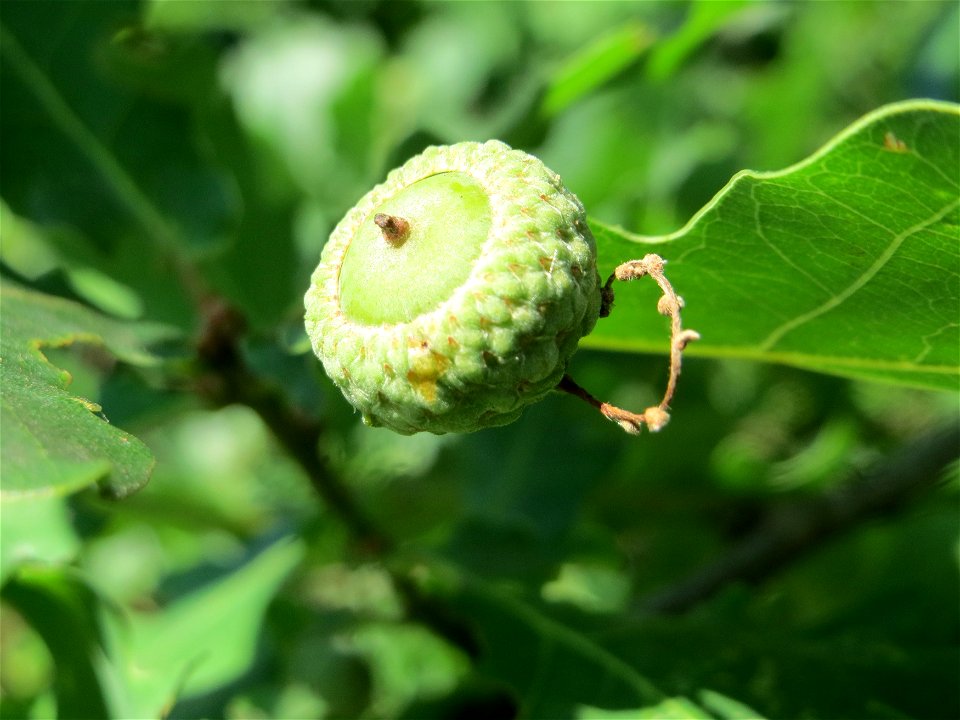Stieleiche (Quercus robur) in Hockenheim