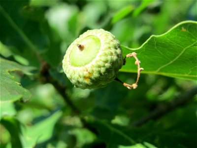 Stieleiche (Quercus robur) in Hockenheim