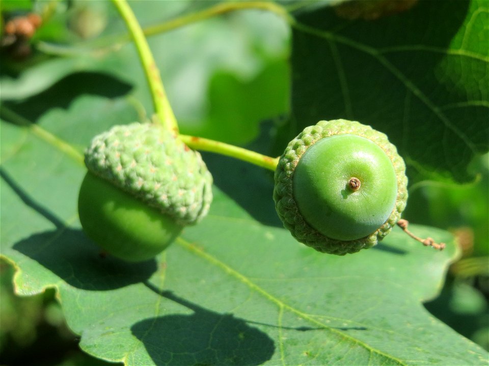 Stieleiche (Quercus robur) in Hockenheim