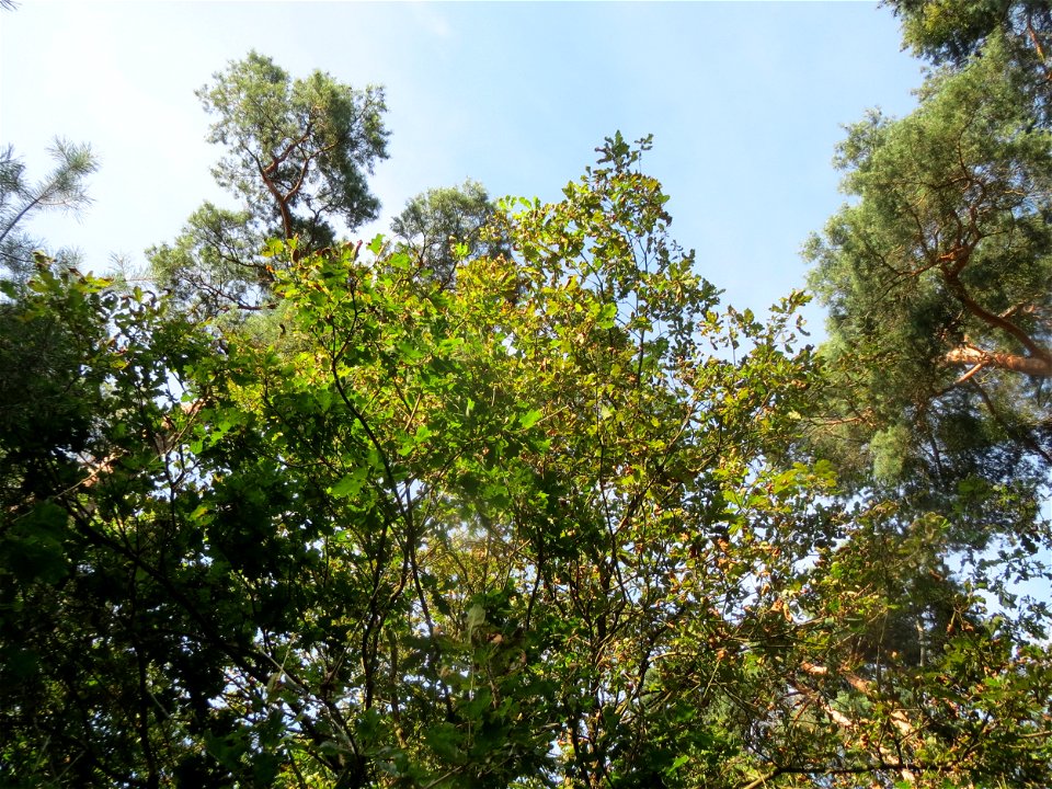 Stieleiche (Quercus robur) im Schwetzinger Hardt