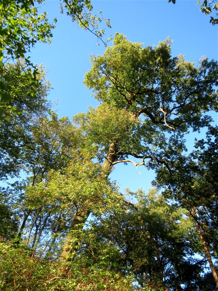 Stieleiche (Quercus robur) im Schwetzinger Hardt