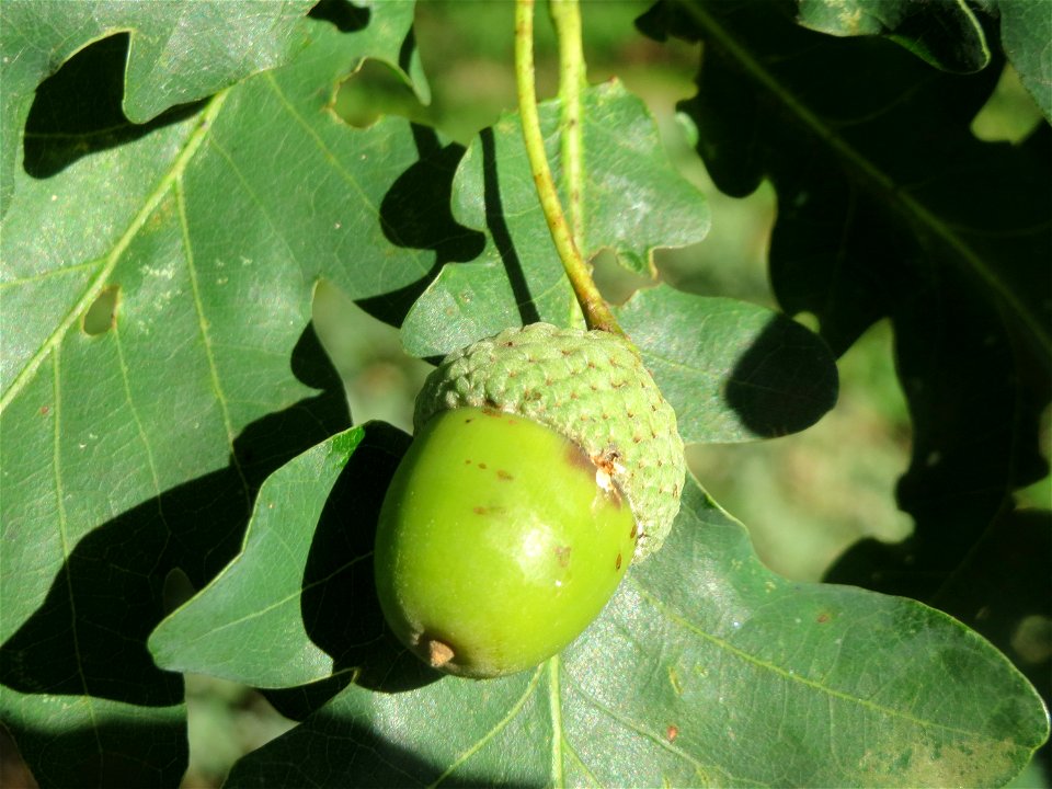 Stieleiche (Quercus robur) im Schwetzinger Hardt