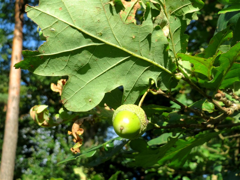 Stieleiche (Quercus robur) im Schwetzinger Hardt