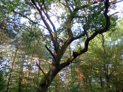 Stieleiche (Quercus robur) im Schwetzinger Hardt