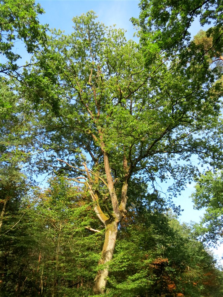 Stieleiche (Quercus robur) im Schwetzinger Hardt