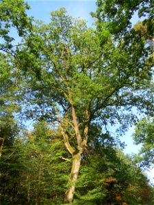 Stieleiche (Quercus robur) im Schwetzinger Hardt