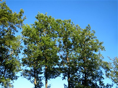 Adulter Bestand der Stieleiche (Quercus robur) auf einer Rodungsfläche zwischen B36 und L722 im Schwetzinger Hardt