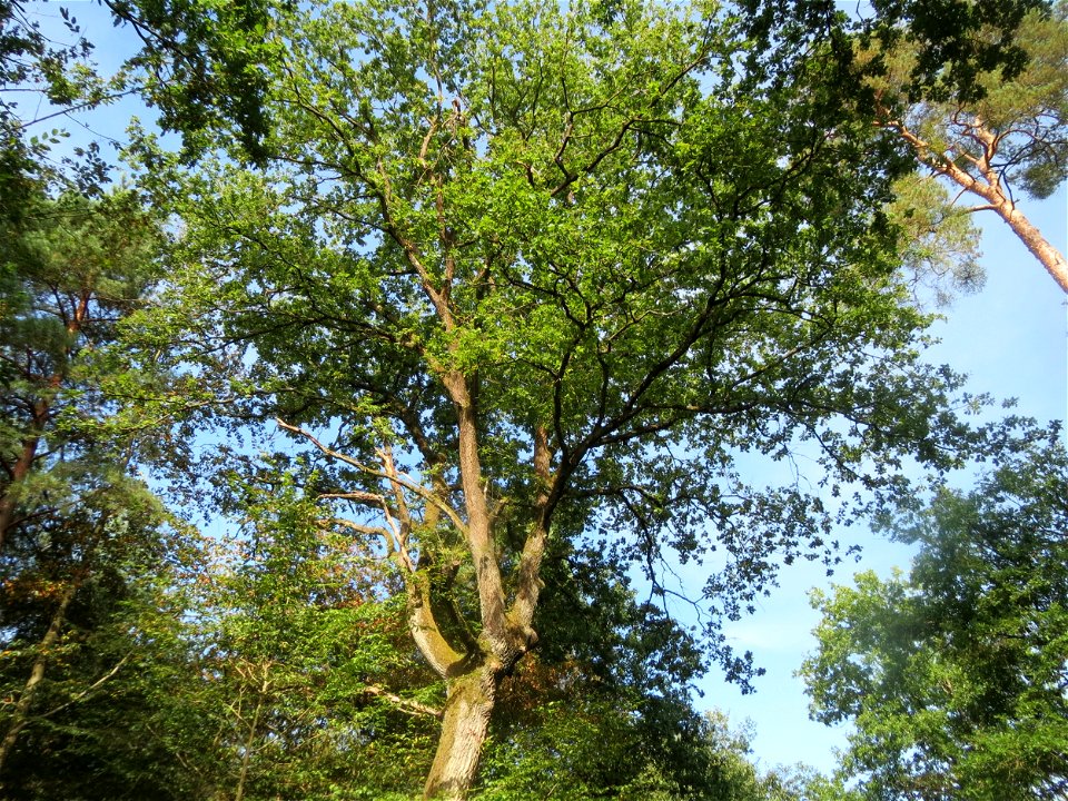 Stieleiche (Quercus robur) im Schwetzinger Hardt