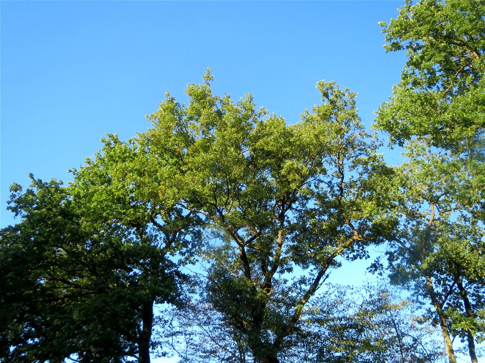 Adulter Bestand der Stieleiche (Quercus robur) auf einer Rodungsfläche zwischen B36 und L722 im Schwetzinger Hardt