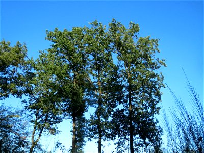 Adulter Bestand der Stieleiche (Quercus robur) auf einer Rodungsfläche zwischen B36 und L722 im Schwetzinger Hardt
