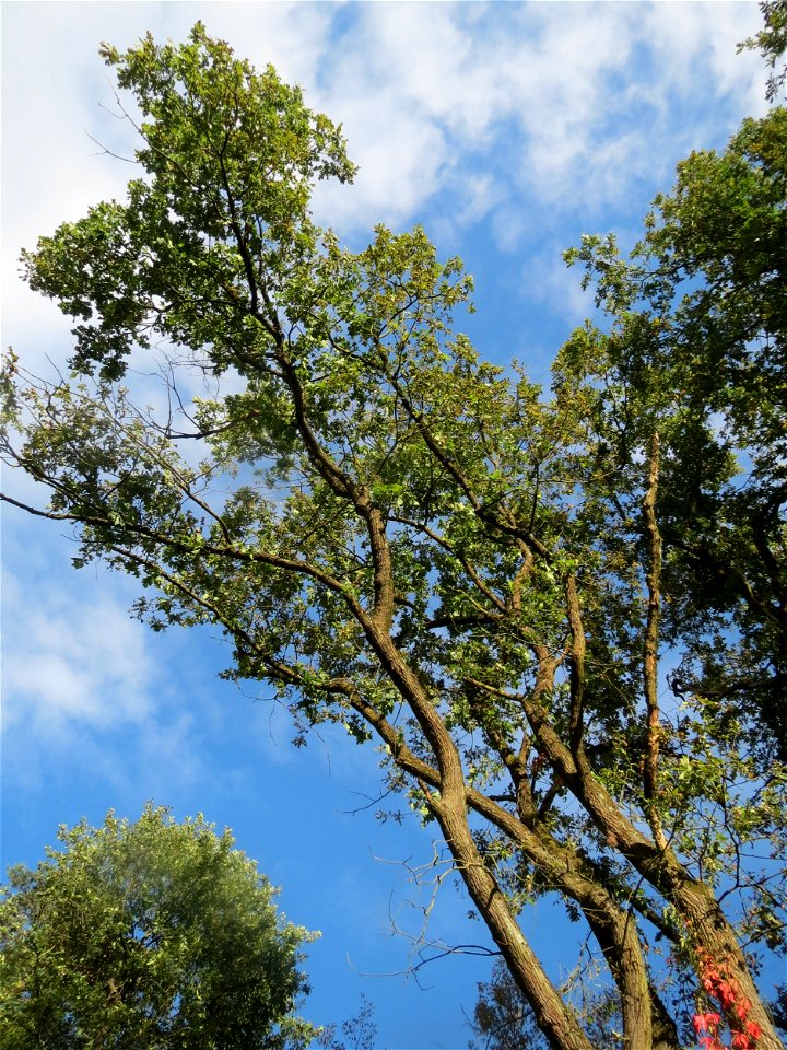 Stieleiche (Quercus robur) im Schwetzinger Hardt - an der Bahnstrecke Mannheim-Karlsruhe findet sich ein kleines Sandmagerrasen-Biotop mit typischer Binnendünen-Vegetation