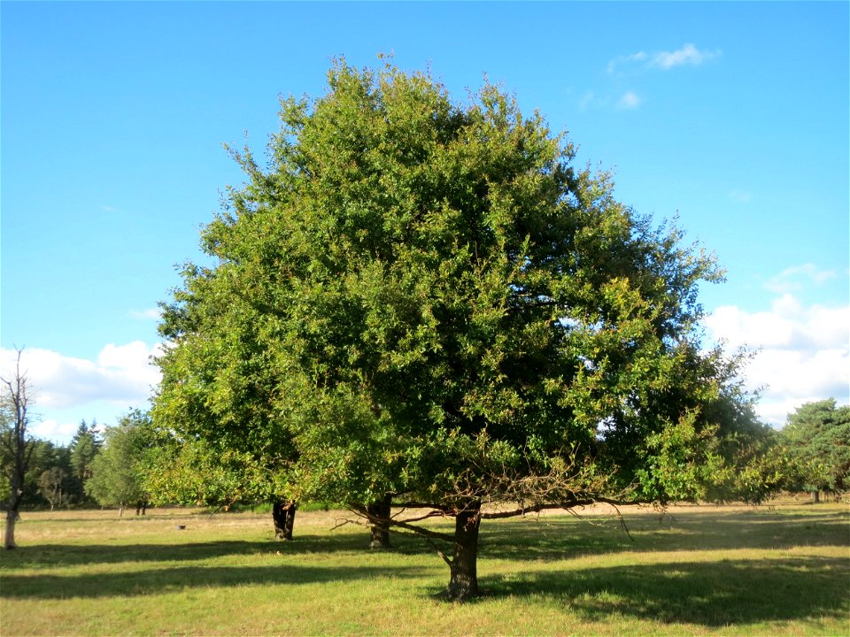 Solitäre Stieleiche (Quercus robur) im Naturschutzgebiet Gewann Frankreich-Wiesental