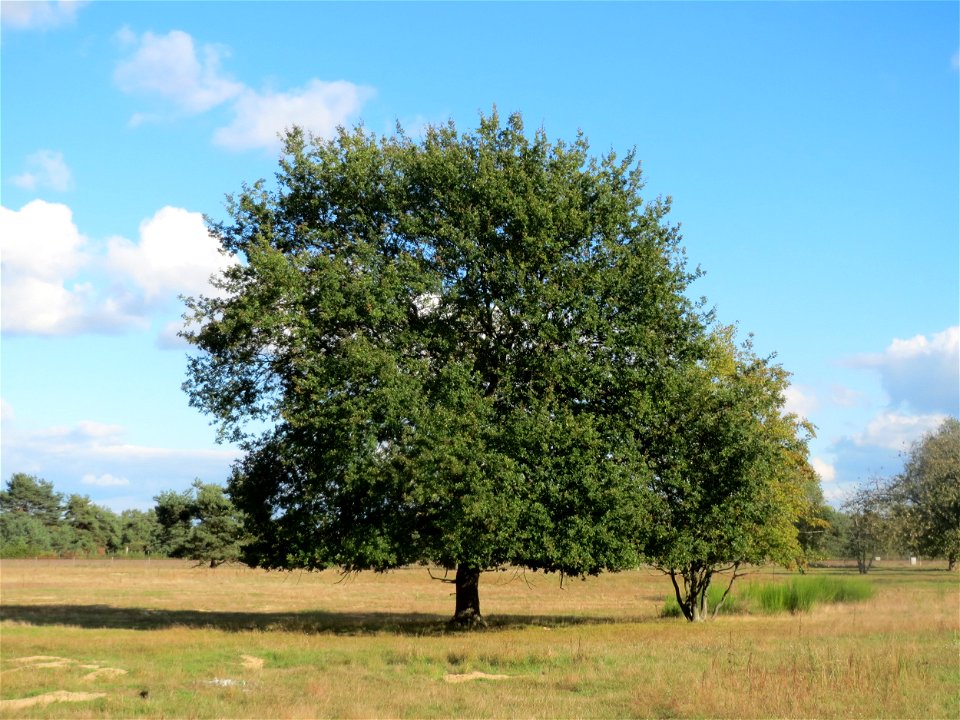 Solitäre Stieleiche (Quercus robur) im Naturschutzgebiet Gewann Frankreich-Wiesental