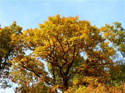 Stieleiche (Quercus robur) im St. Johanner Stadtwald