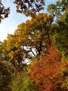 Stieleiche (Quercus robur) im St. Johanner Stadtwald
