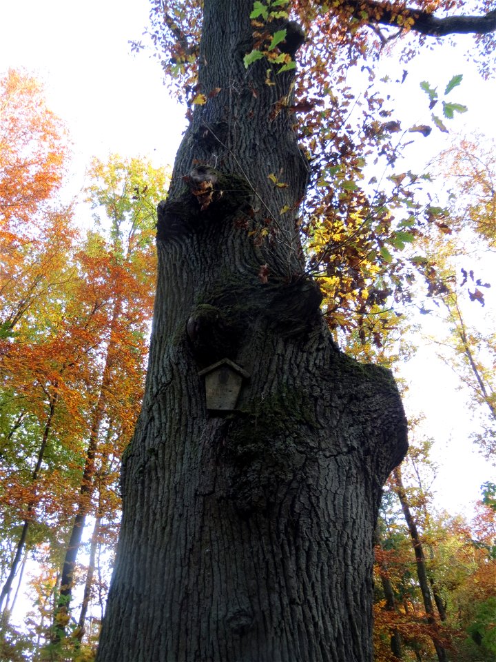 Naturdenkmal: Stieleiche (Quercus robur) am Hexentanzplatz im St. Johanner Stadtwald